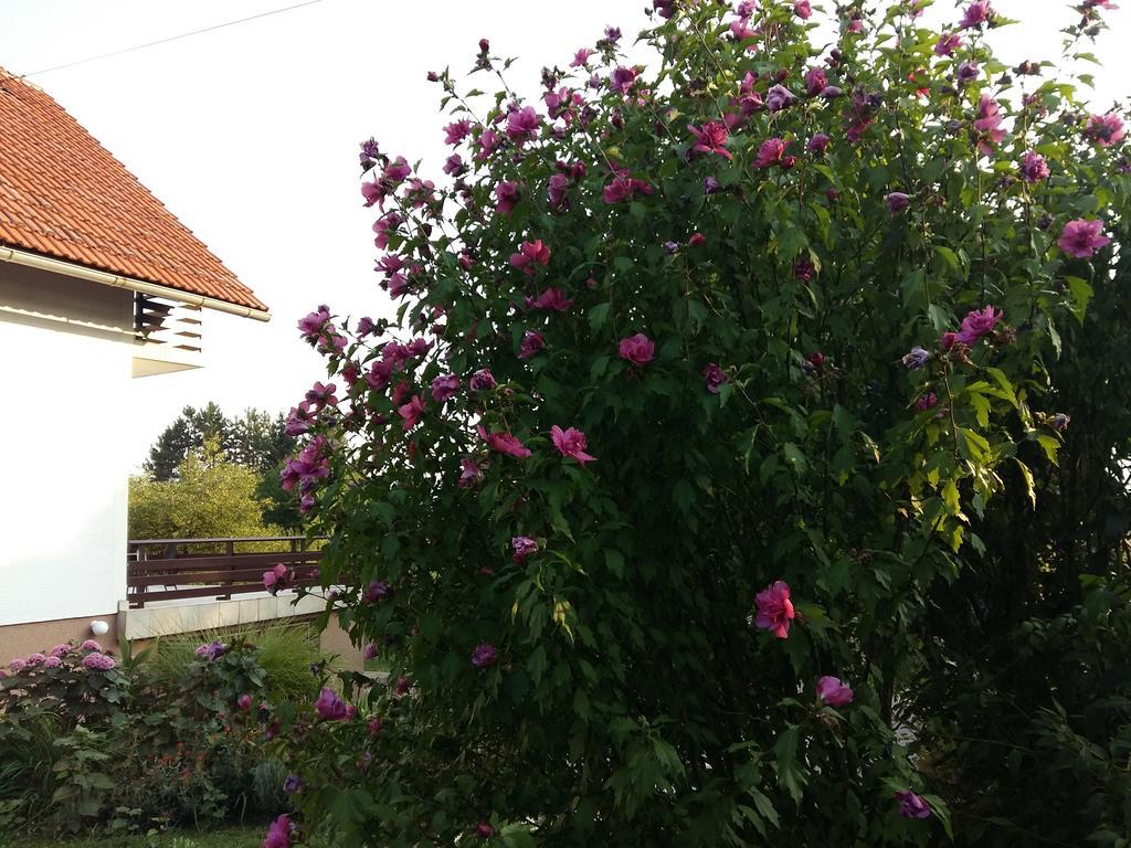 Appartamento House Tudic Drežnik Grad Camera foto